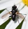 Phania sp.